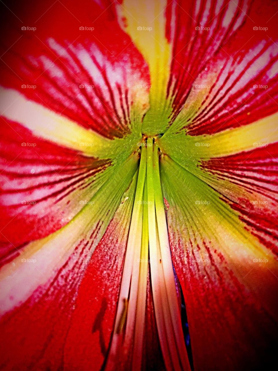 Red Lily macro