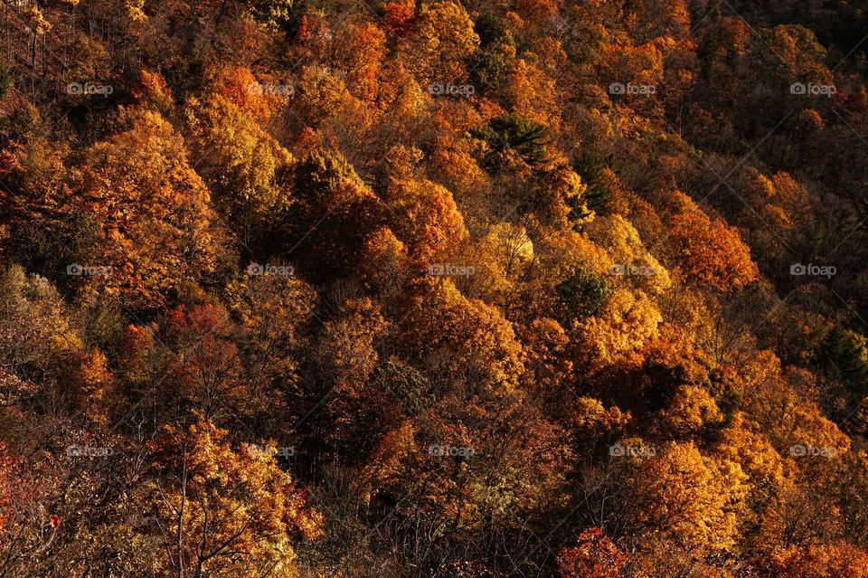 Beautiful maple forest scenery