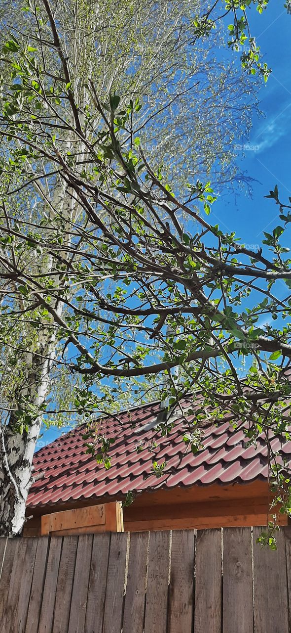 зеленые ветки деревьев и крыша домика на фоне голубого неба