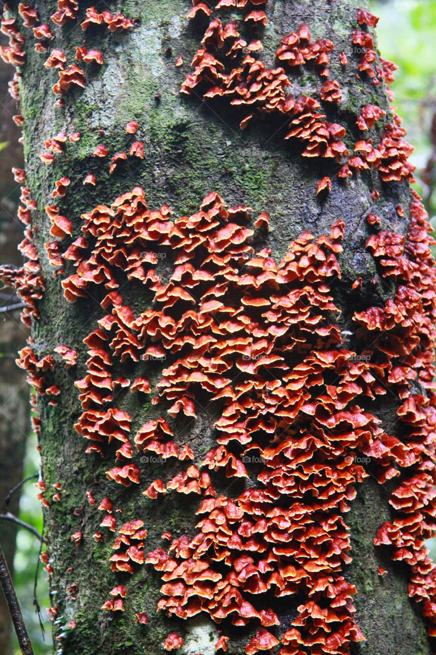 Creative Textures 

Wild mushrooms growing on tree trunk 