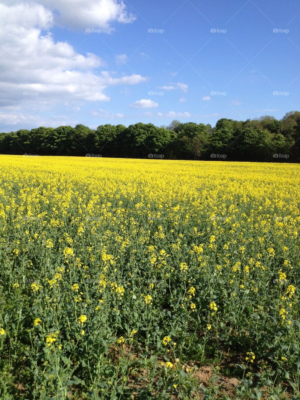 Yellow Meadow Bloom