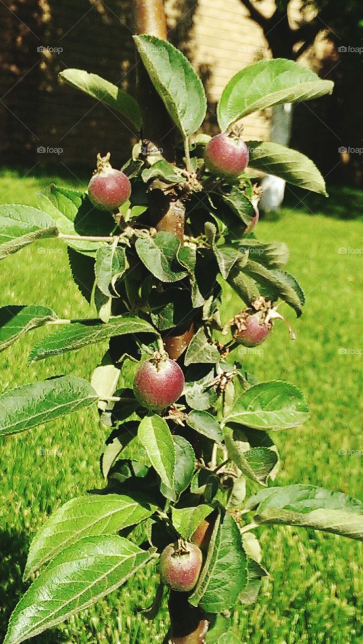 Fruit, Leaf, Nature, Food, Tree