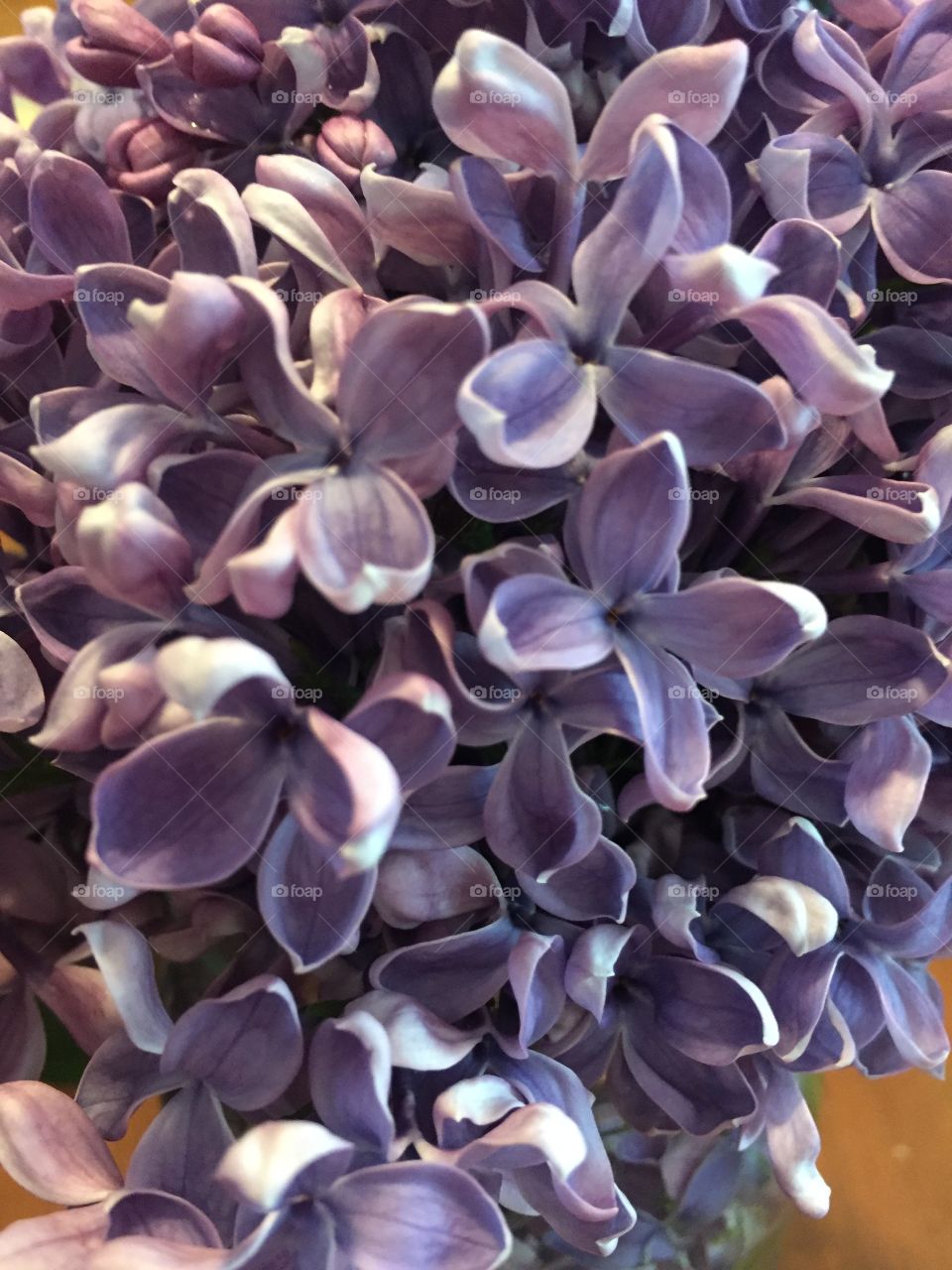 Lilac Beauty 