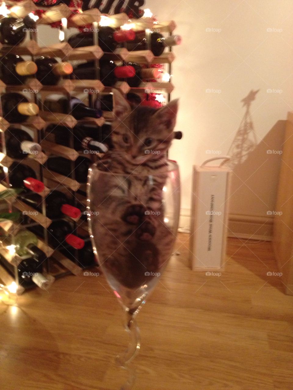 kitten wine glass cute kitten cat by deanna93