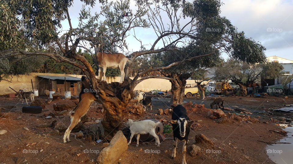 Funny goat's on the olive tree