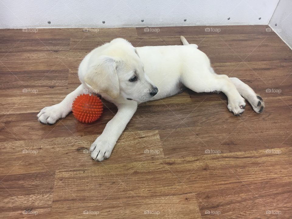 Puppy and Ball