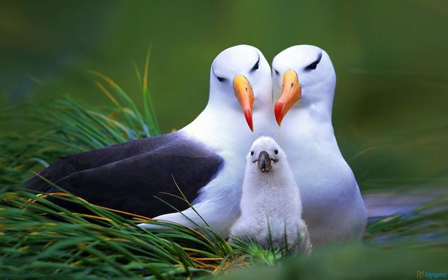 lovely bird