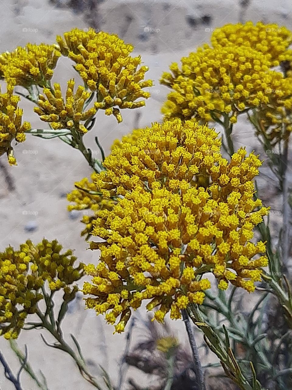 Yellow flower in the dune