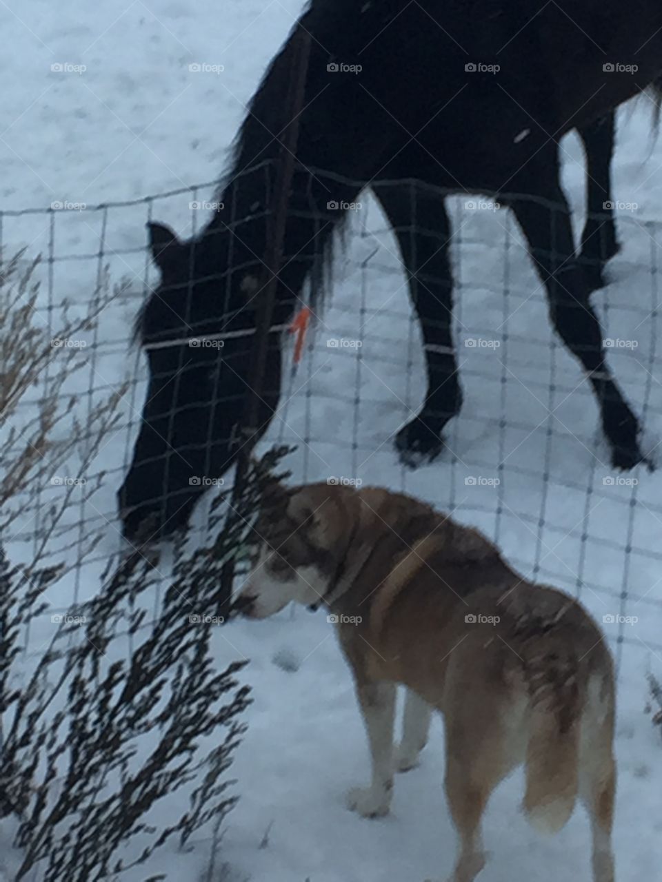 Chancey and Casey enjoying each other nice portrait of the two