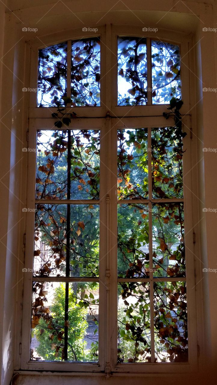 nature's window