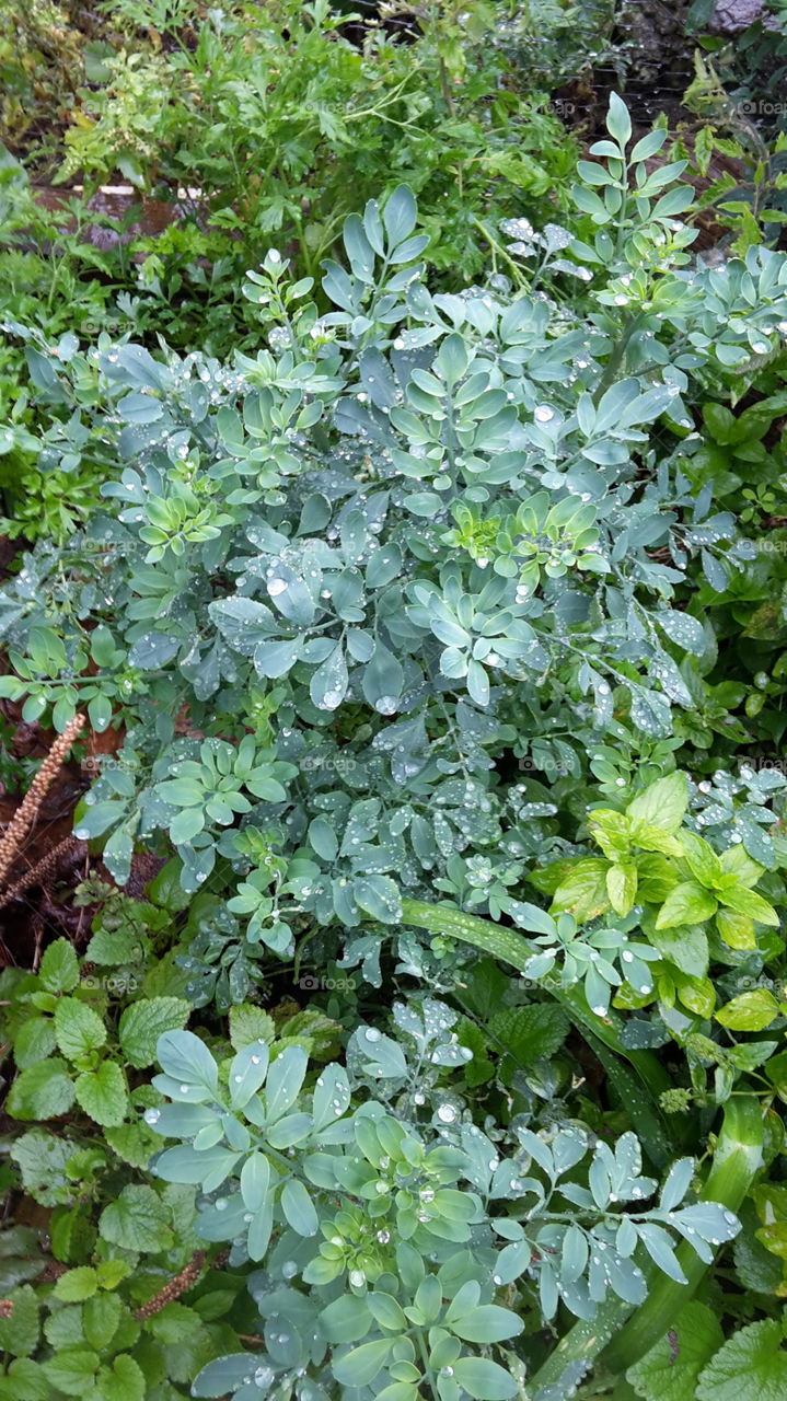 aruda herbal plant