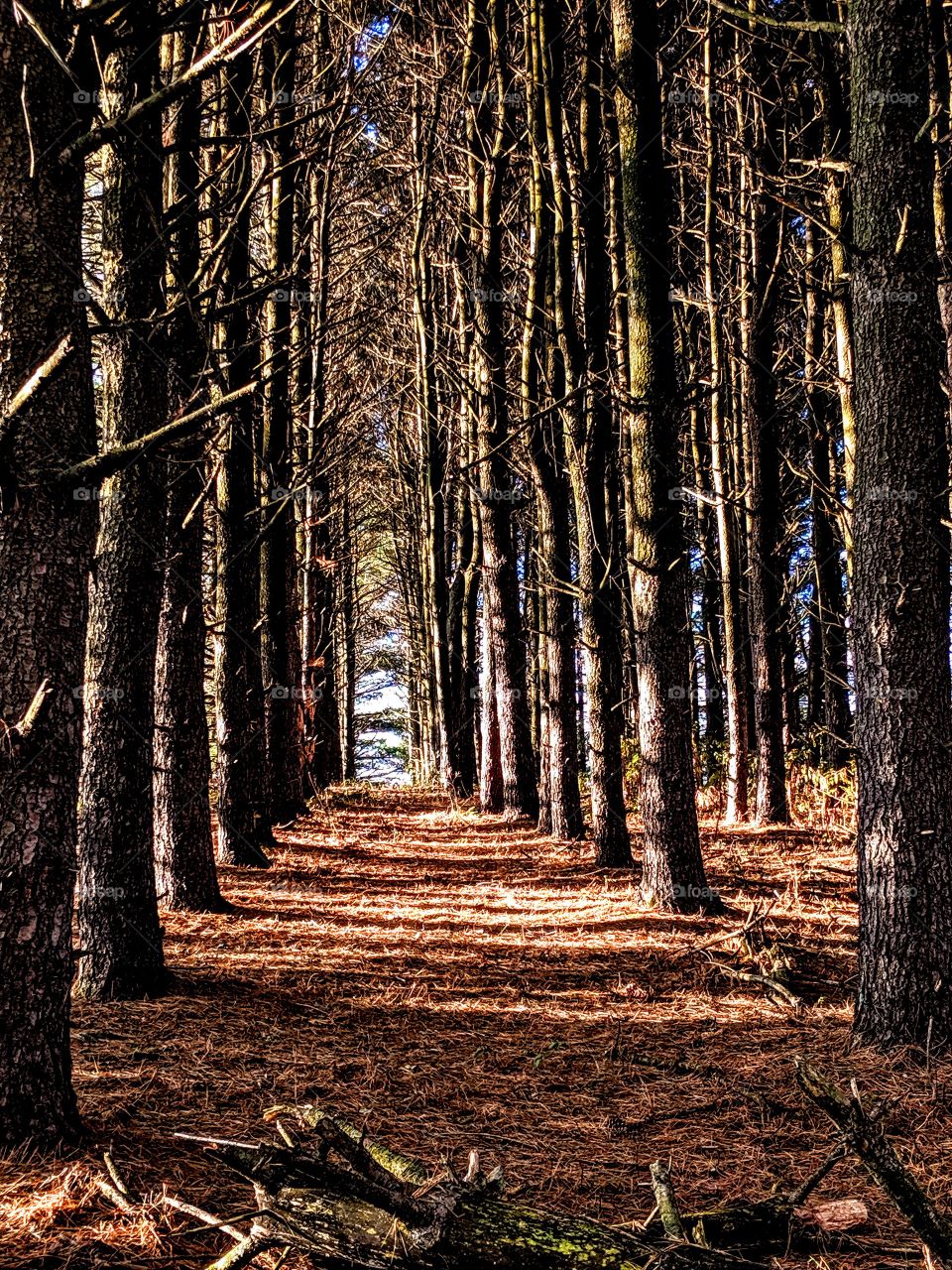 quiet walk though the Forrest pines of pennsylvania