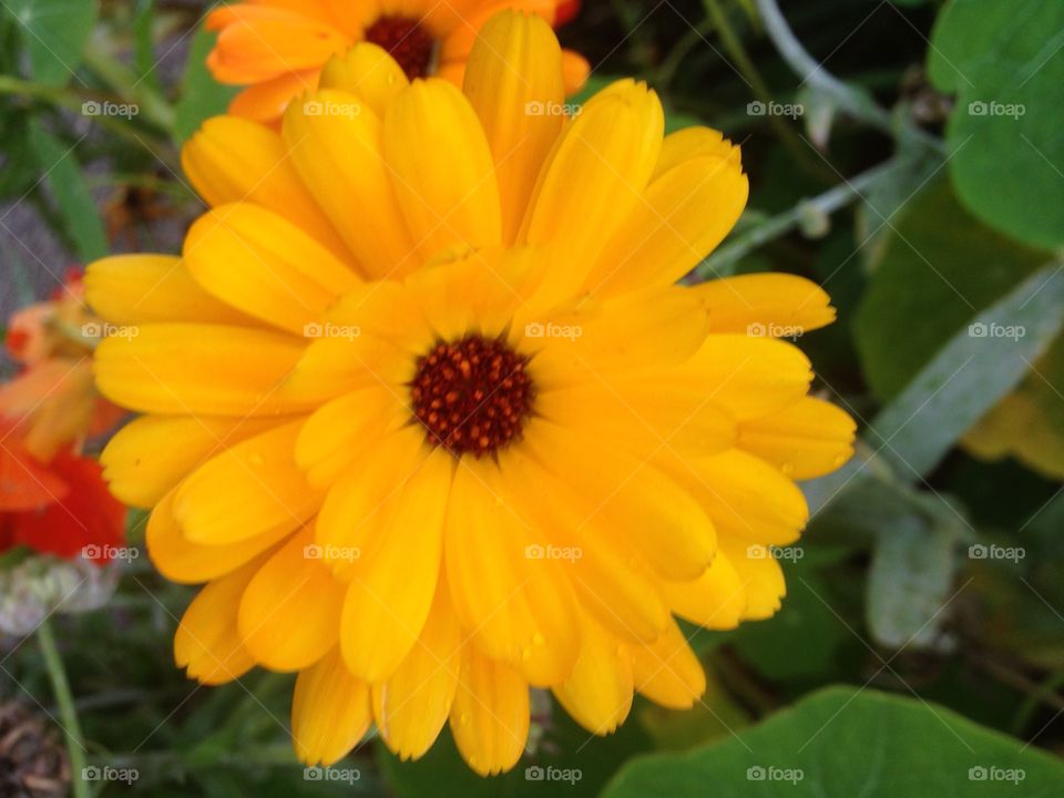 Garden flower. Beautiful autumn coloured flowers