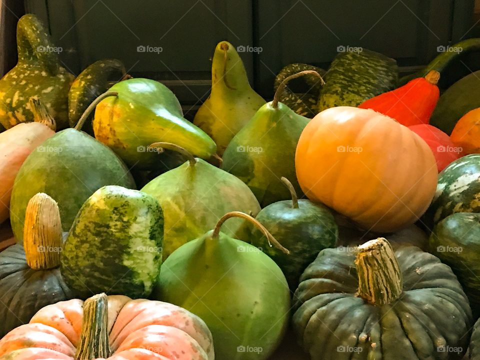 Gourds and pumpkins