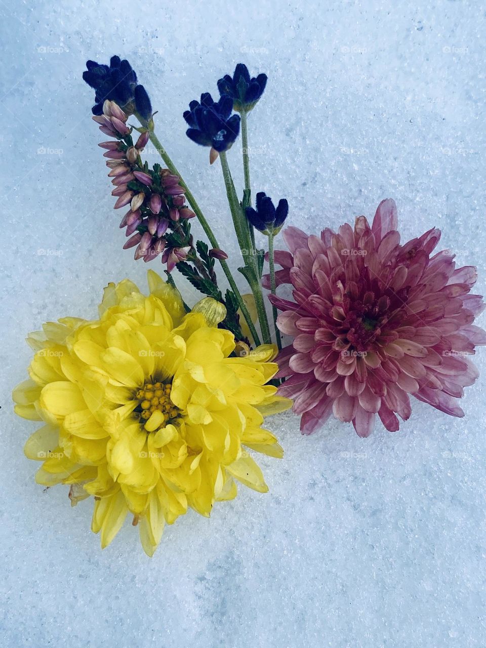 Flowers and Snow 