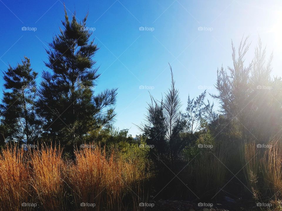 Sunshine on a winters day