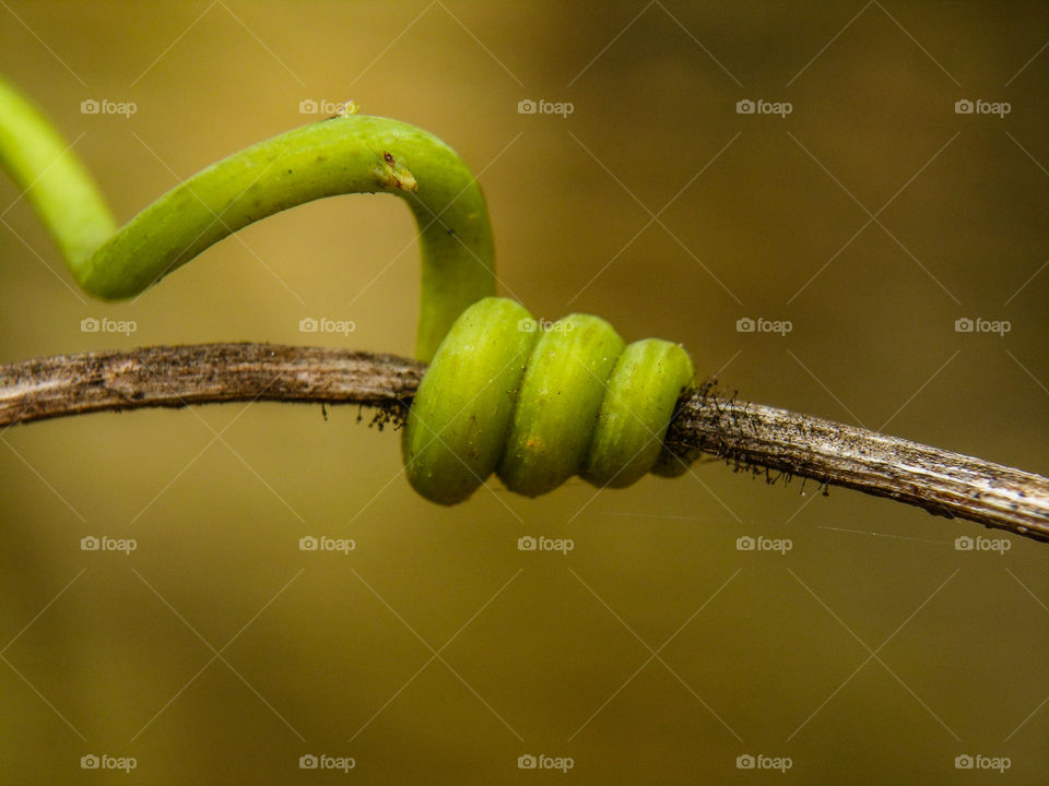 vine with three turns around a dead twig