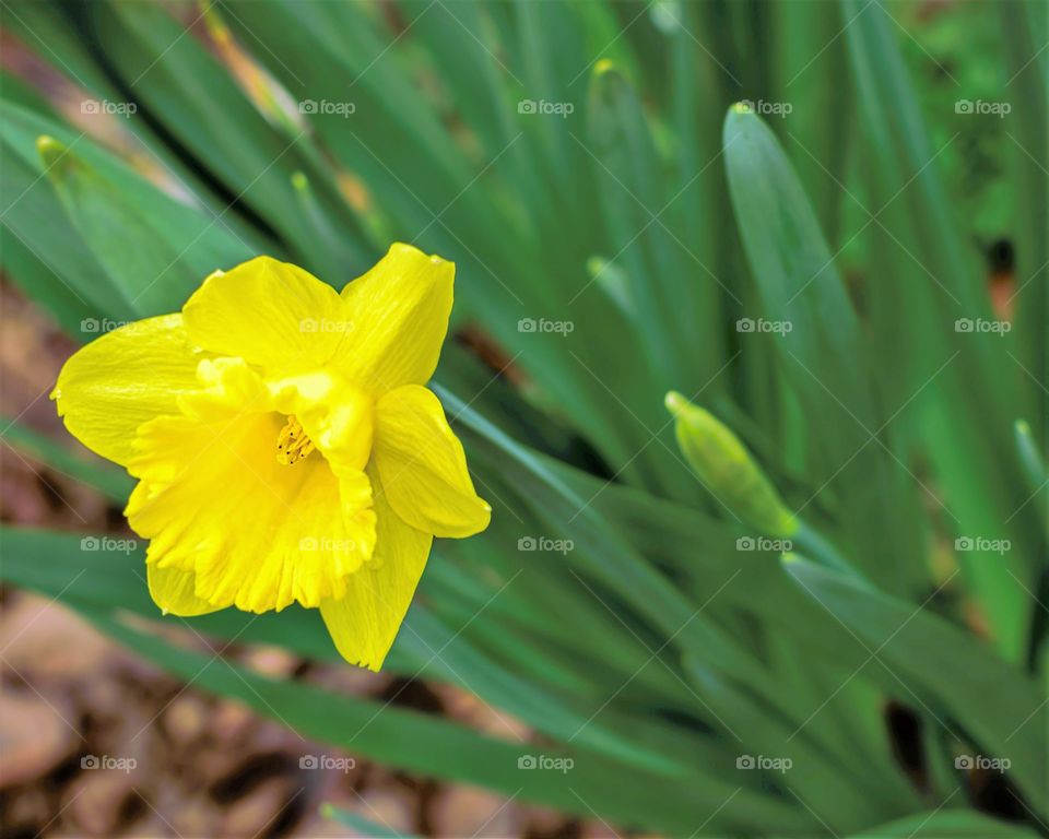 Yellow daffodil