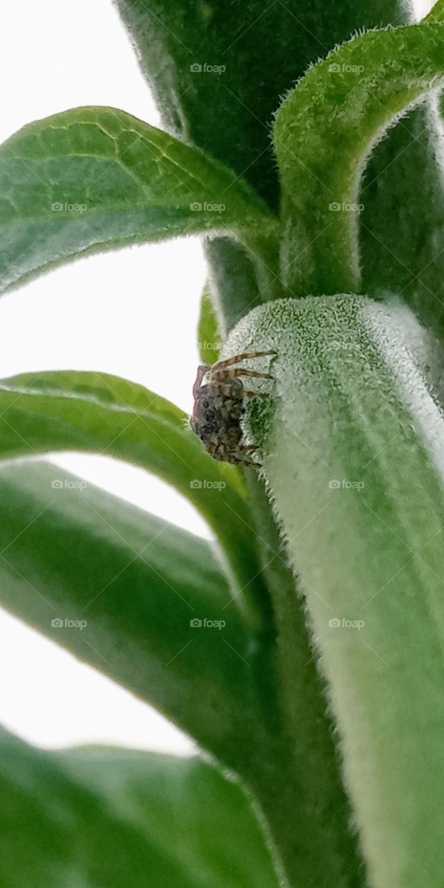 The mini spider which have strip black and grey skin color combination,
 on the top of the plants leaves.