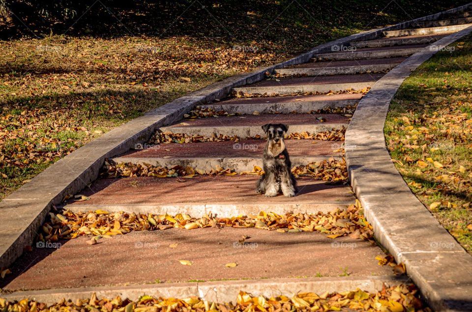 Dog in a stair