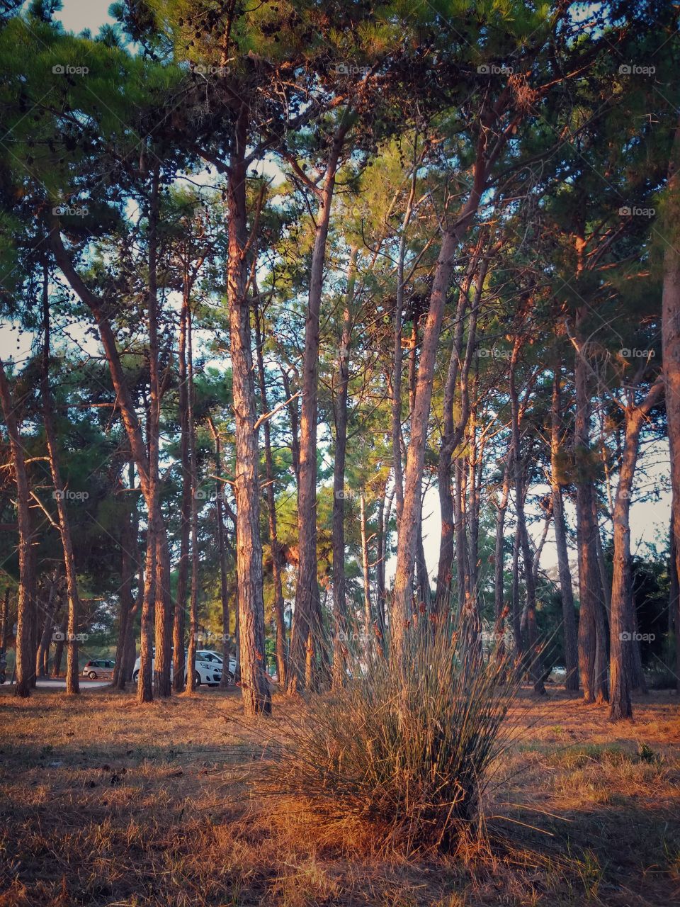 Huge trees, deep colors!