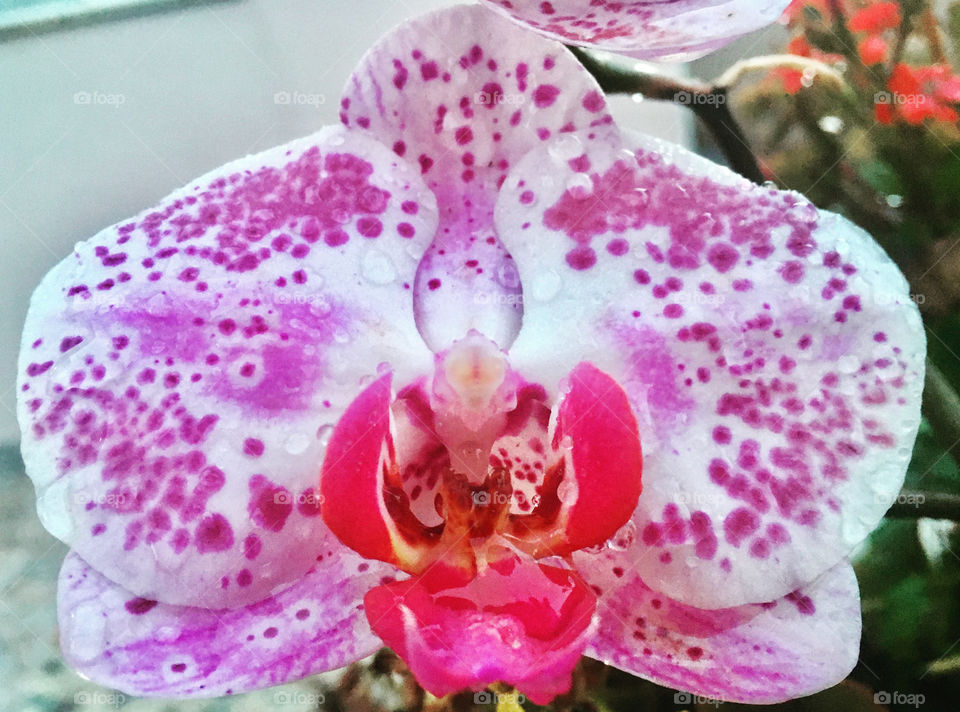 ORCHIDS! Orquídeas! 🌹 🇺🇸 Very beautiful flowers to brighten our day.  Live nature and its beauty. Did you like the delicate petals? / 🇧🇷 Flores muito bonitas para alegrar nosso dia. Viva a natureza e sua beleza. Gostaram das pétalas delicadas? 