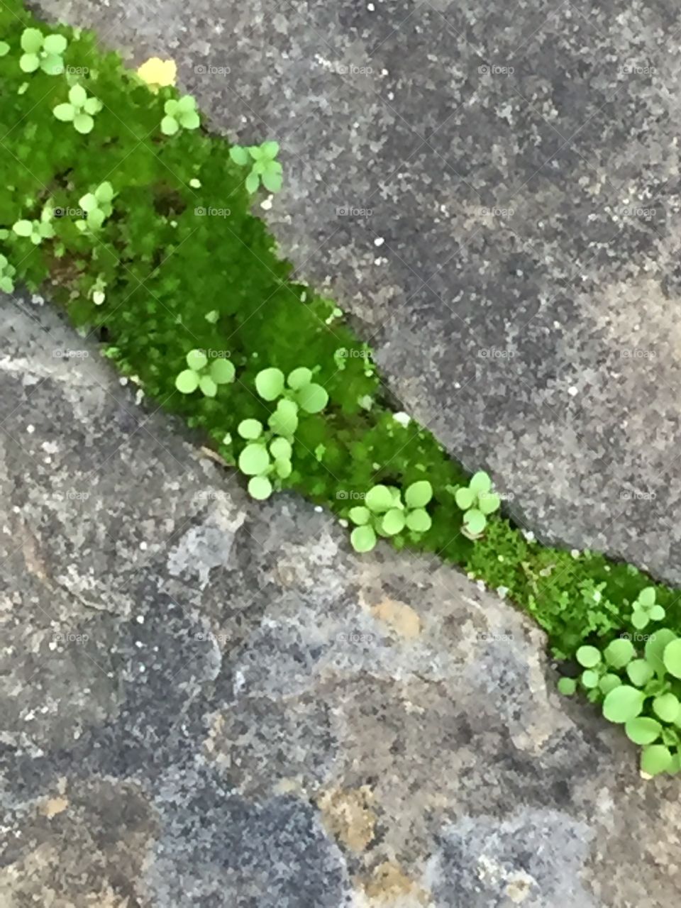 Rock and moss