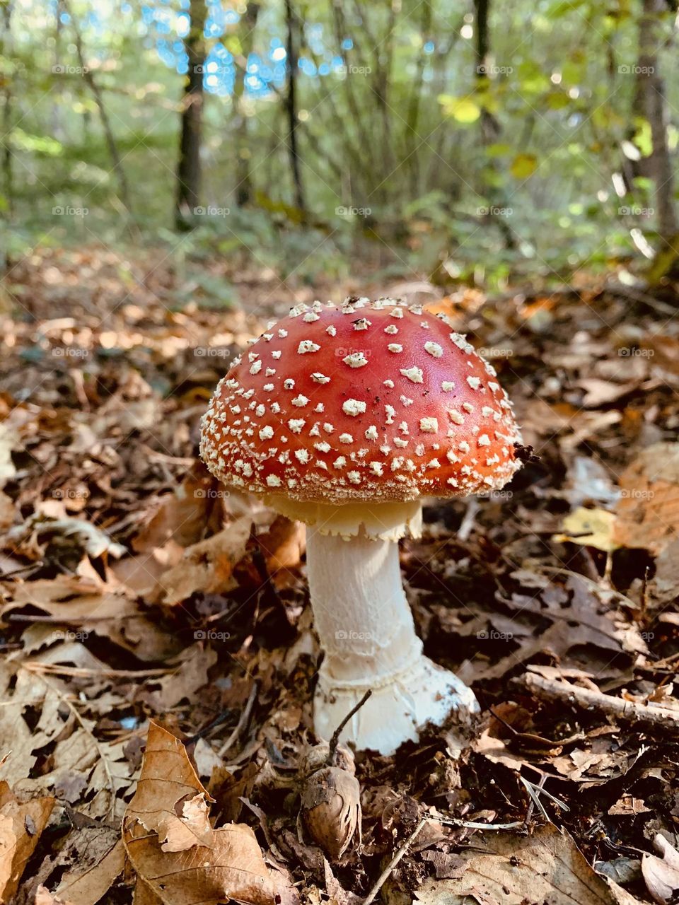 cute mushroom icon of the forest and typical in the representation of the poisoned mushroom