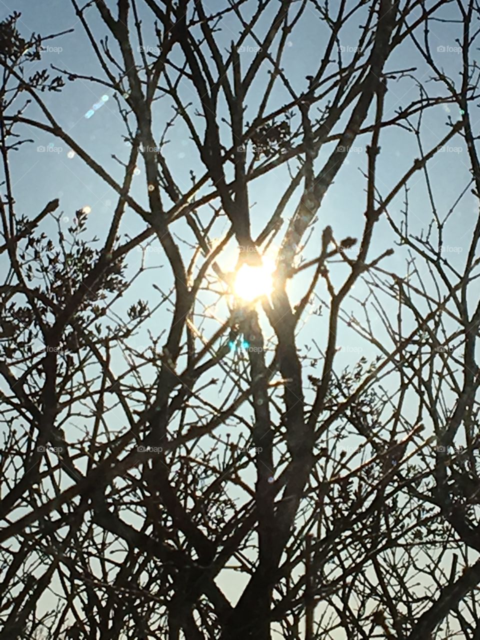 Sun bust through budded bush