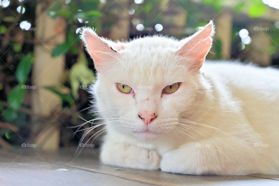 The cheese factory pet cat 