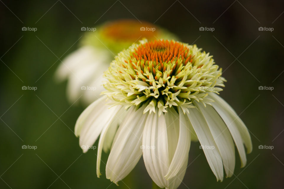 White Coneflower 