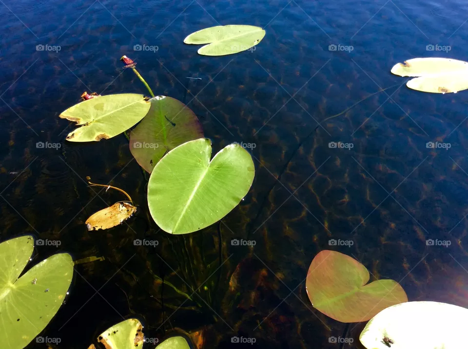 Water Lilly