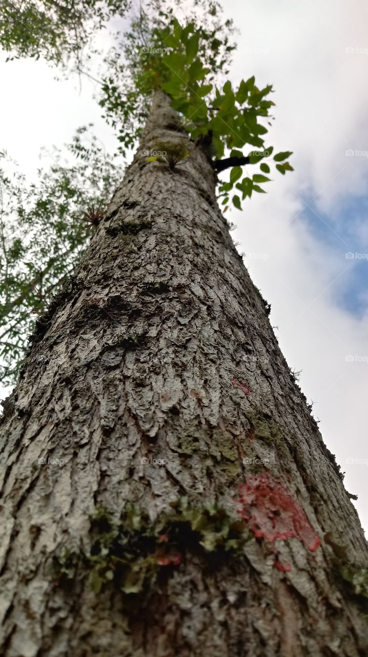 NATIVE NATURAL NATURE