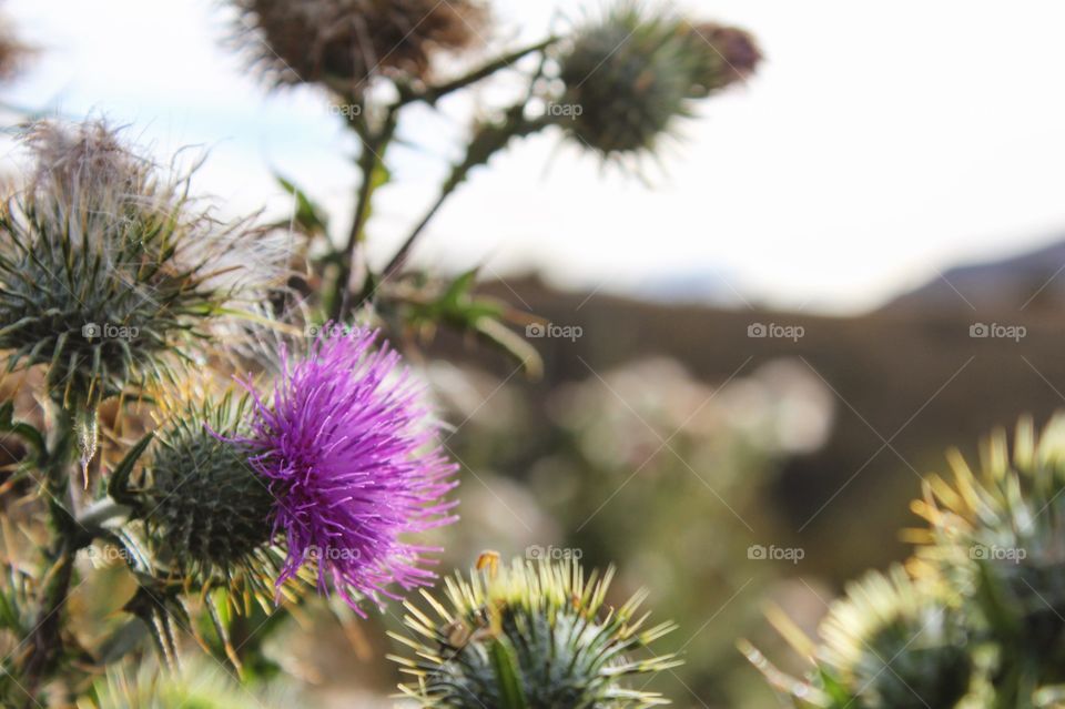 Flower along the Hawea river