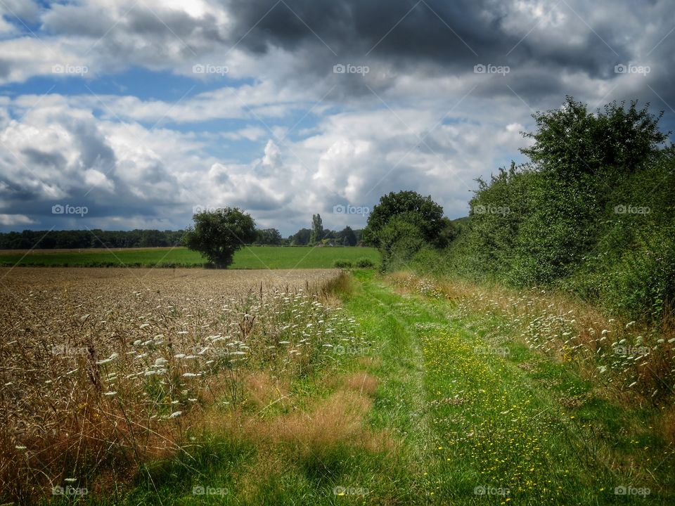 fields and path