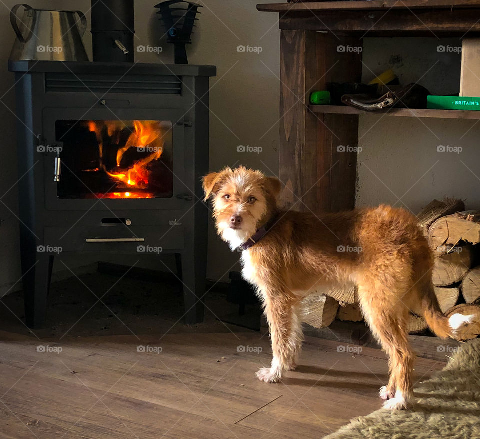 A puppy warms herself next to a roaring log fire