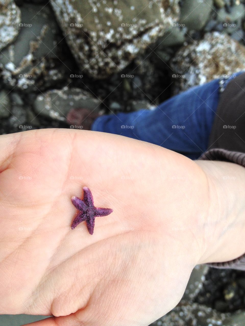 Tiny Starfish. This little fellow was found by my wife in a tide pool near Battery Point Lighthouse.