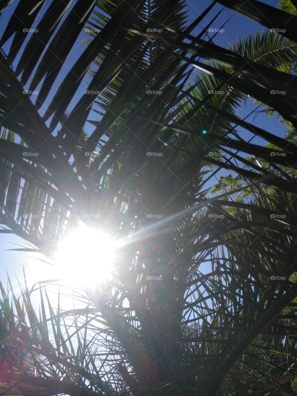 Look up catch the Sun between the Palm Tree's
