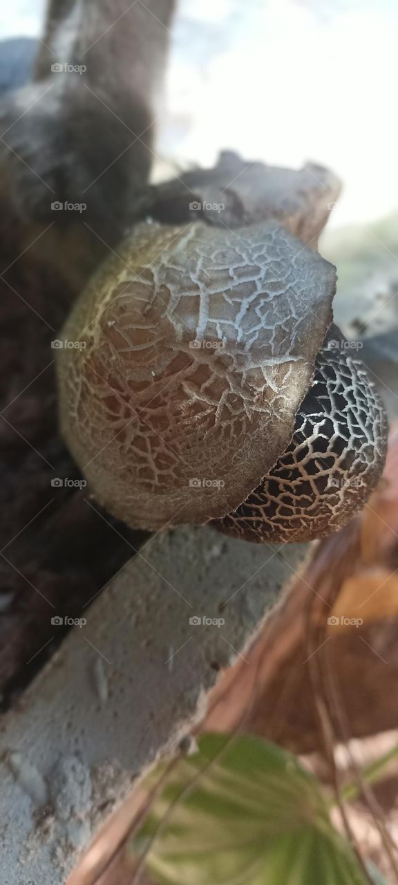 garden mushrooms