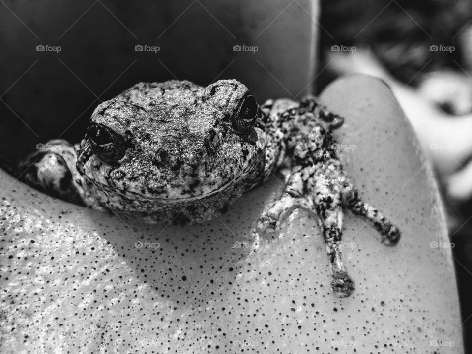 close-up black and white of frog