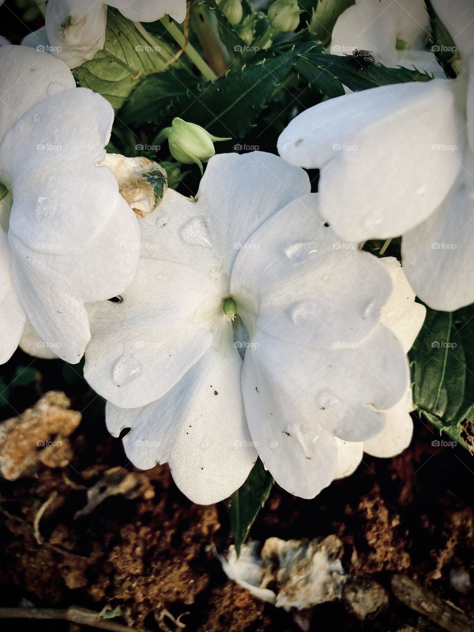 🌹 🇺🇸 Very beautiful flowers to brighten our day.  Live nature and its beauty. Did you like the delicate petals? / 🇧🇷 Flores muito bonitas para alegrar nosso dia. Viva a natureza e sua beleza. Gostaram das pétalas delicadas? 