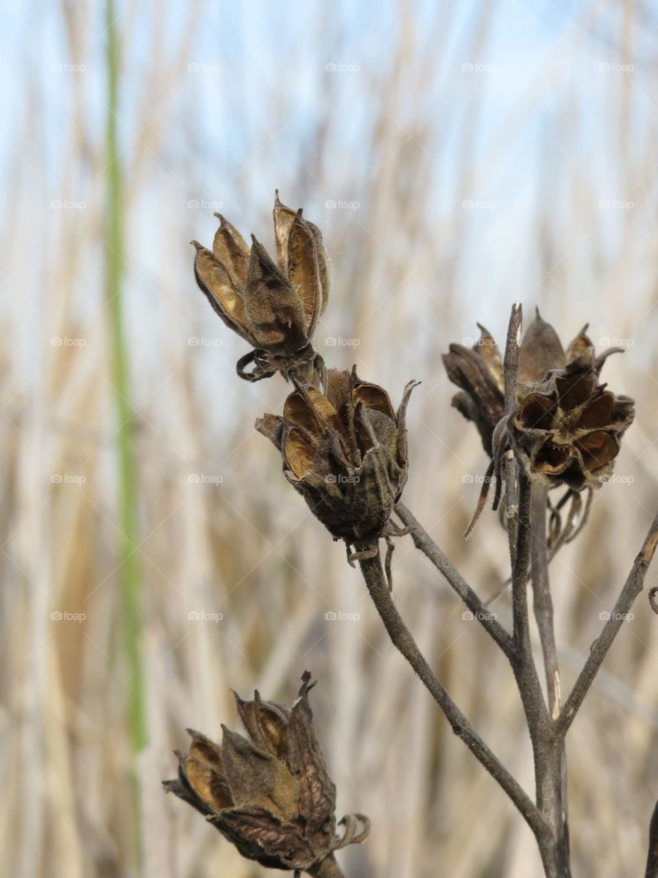 Dried Plant