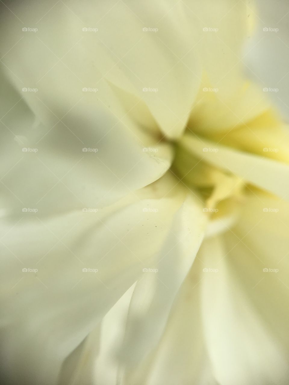 Peony closeup