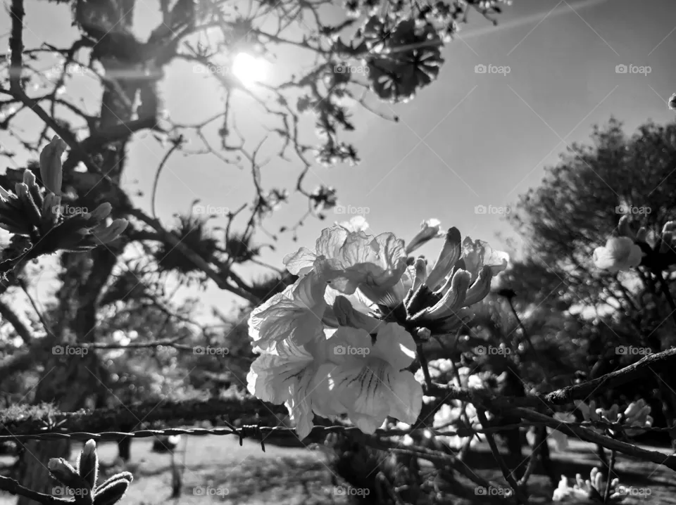 ipe blossom