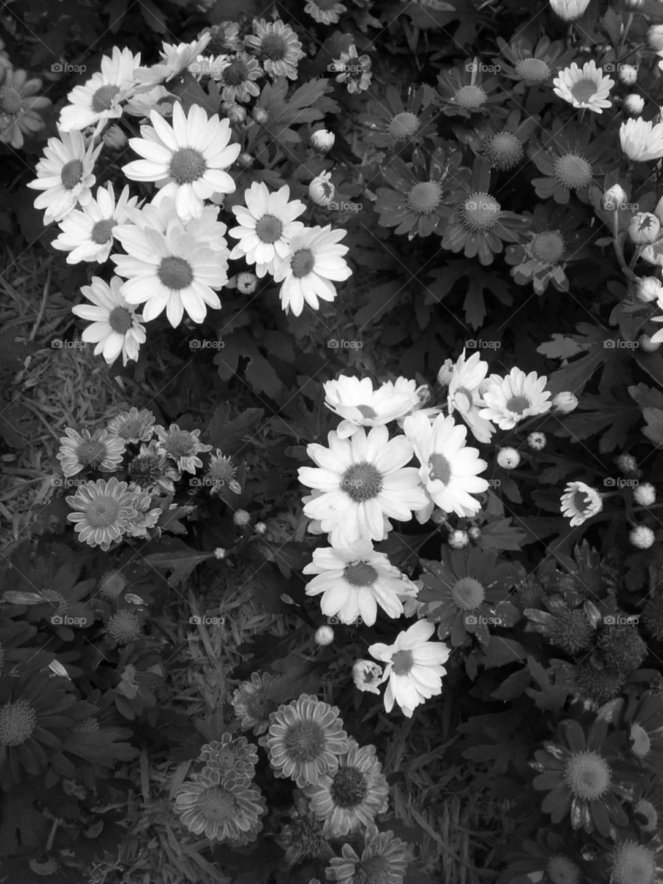 Simpáticas e alegres.