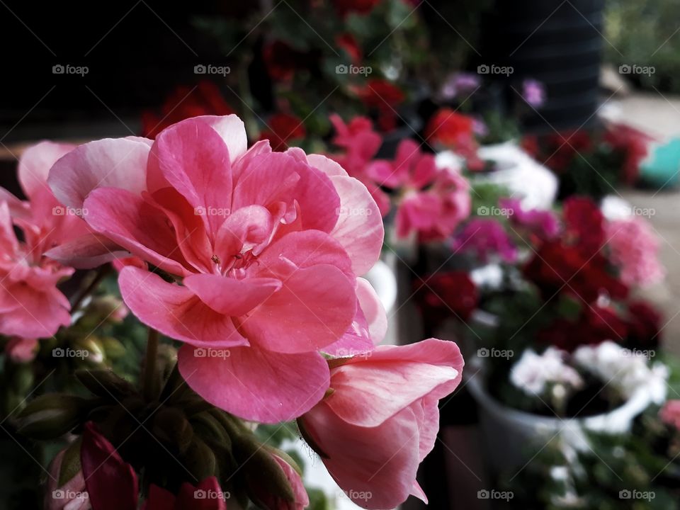 lovely geranium in full bloom