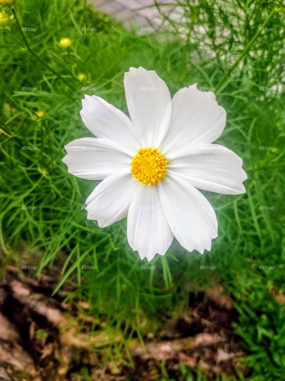 white cosmos
