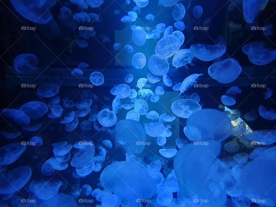 méduse medusa