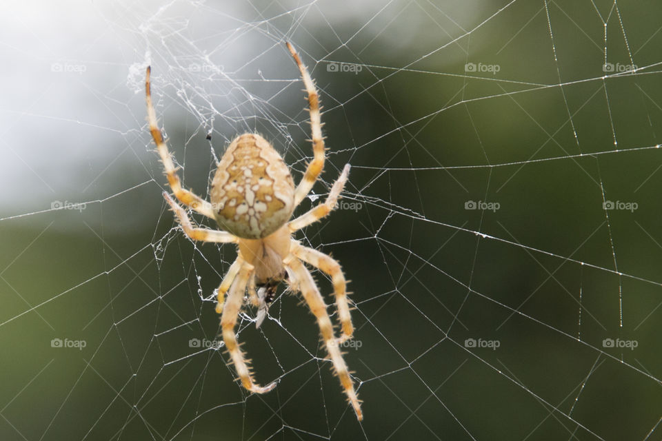 Cross spider in the web