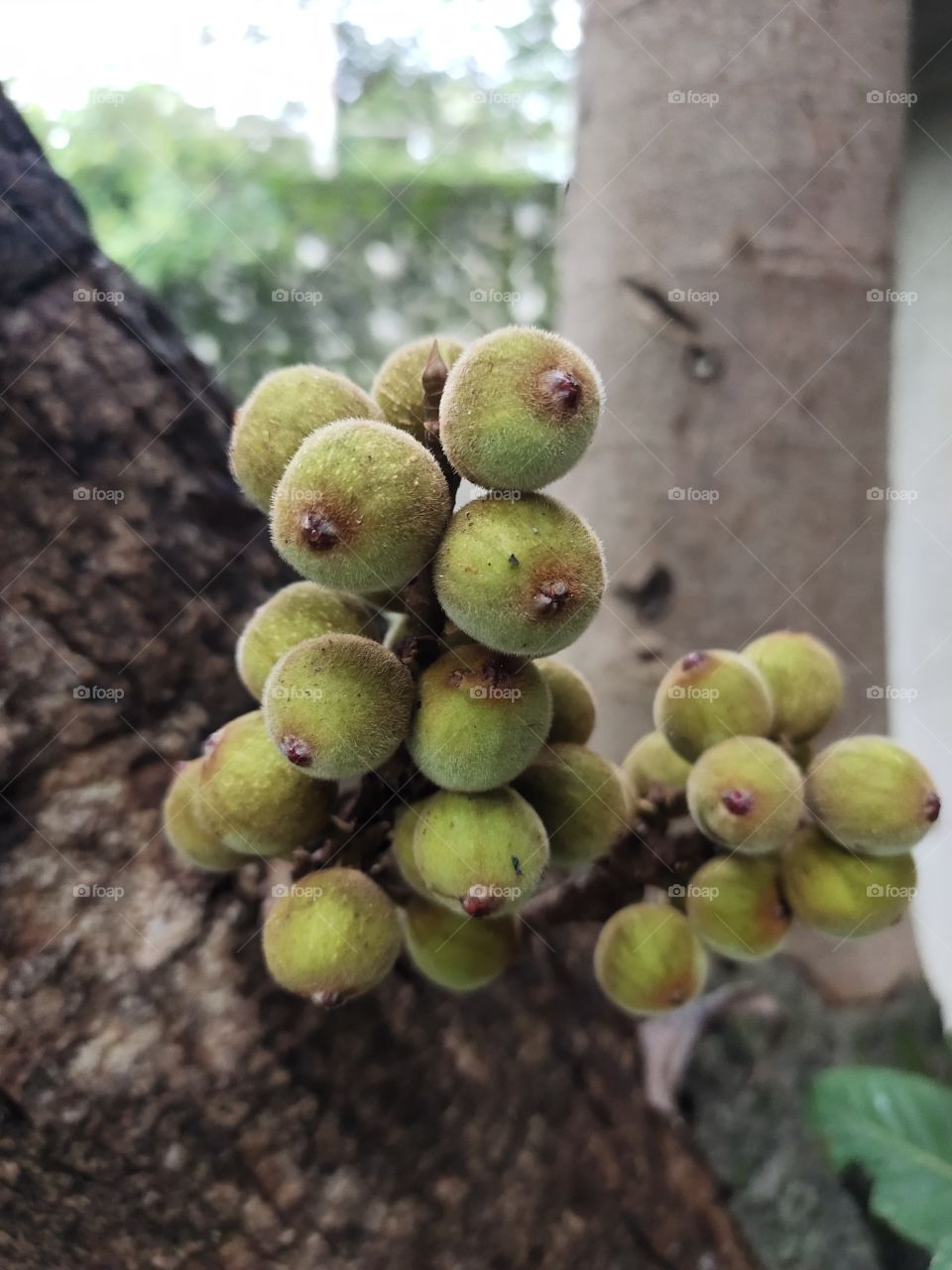 Bless of Nature🌳🌳
Awesome Flora
Bunches of Fruits
Ficus Carica or Command Fig